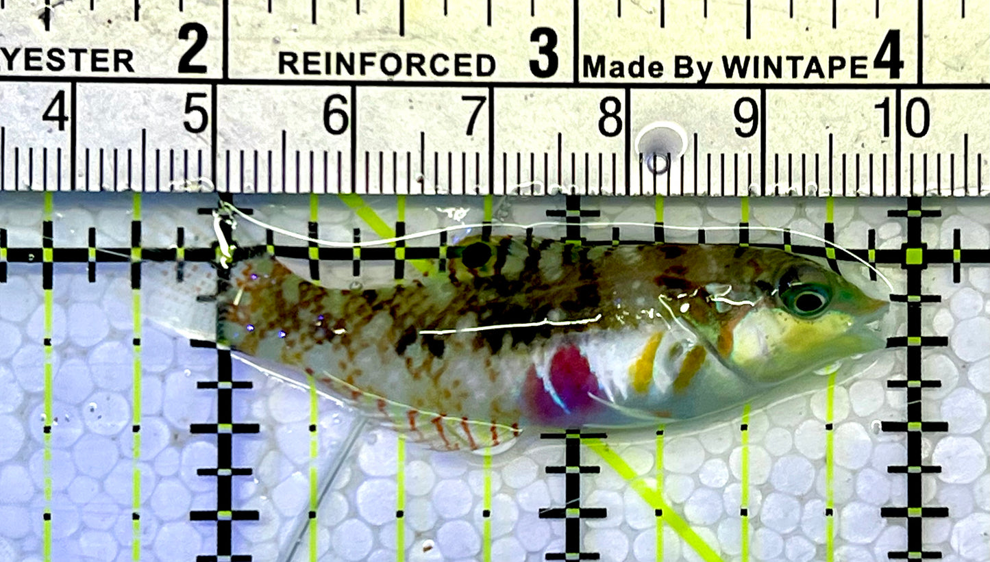 Nebulous Picture Wrasse NPW051501 WYSIWYG Size: L 2.25”