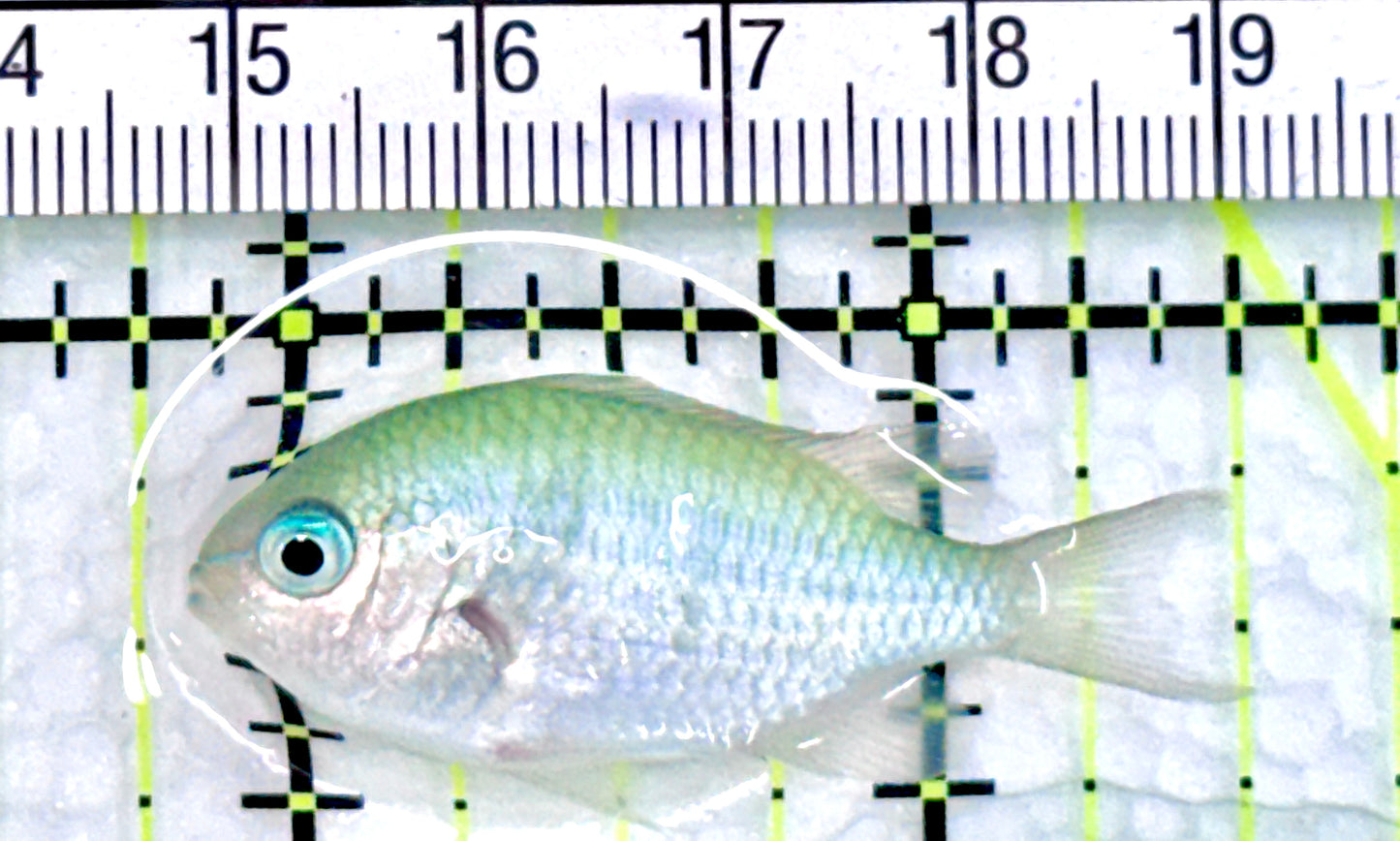 Green Chromis Fish GCF072101 WYSIWYG Size: S 1.5" approx