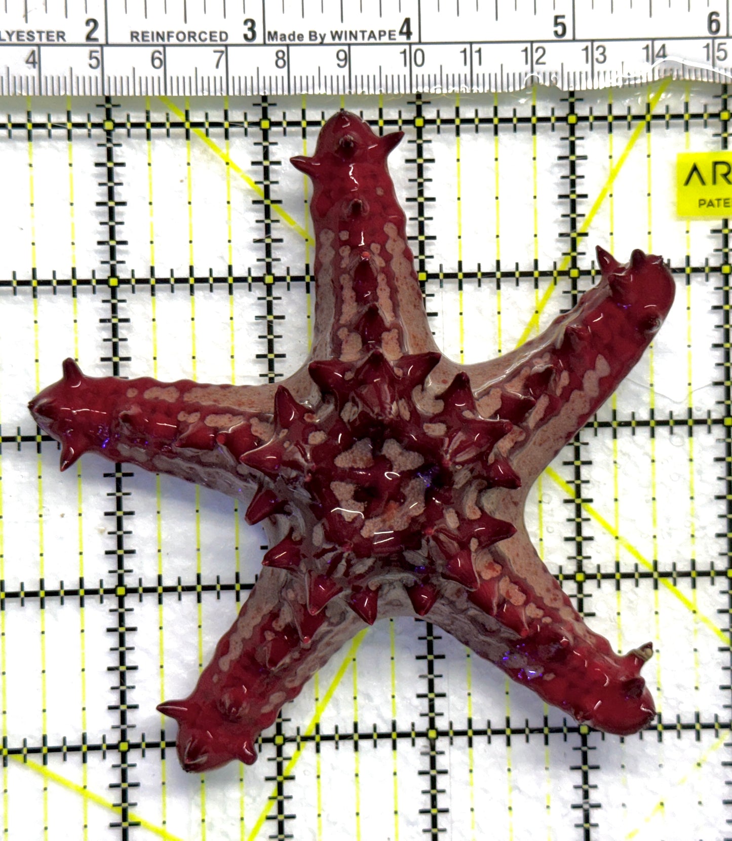 African Red Knob Starfish ARKS080502 WYSIWYG Size: S 4.5" approx