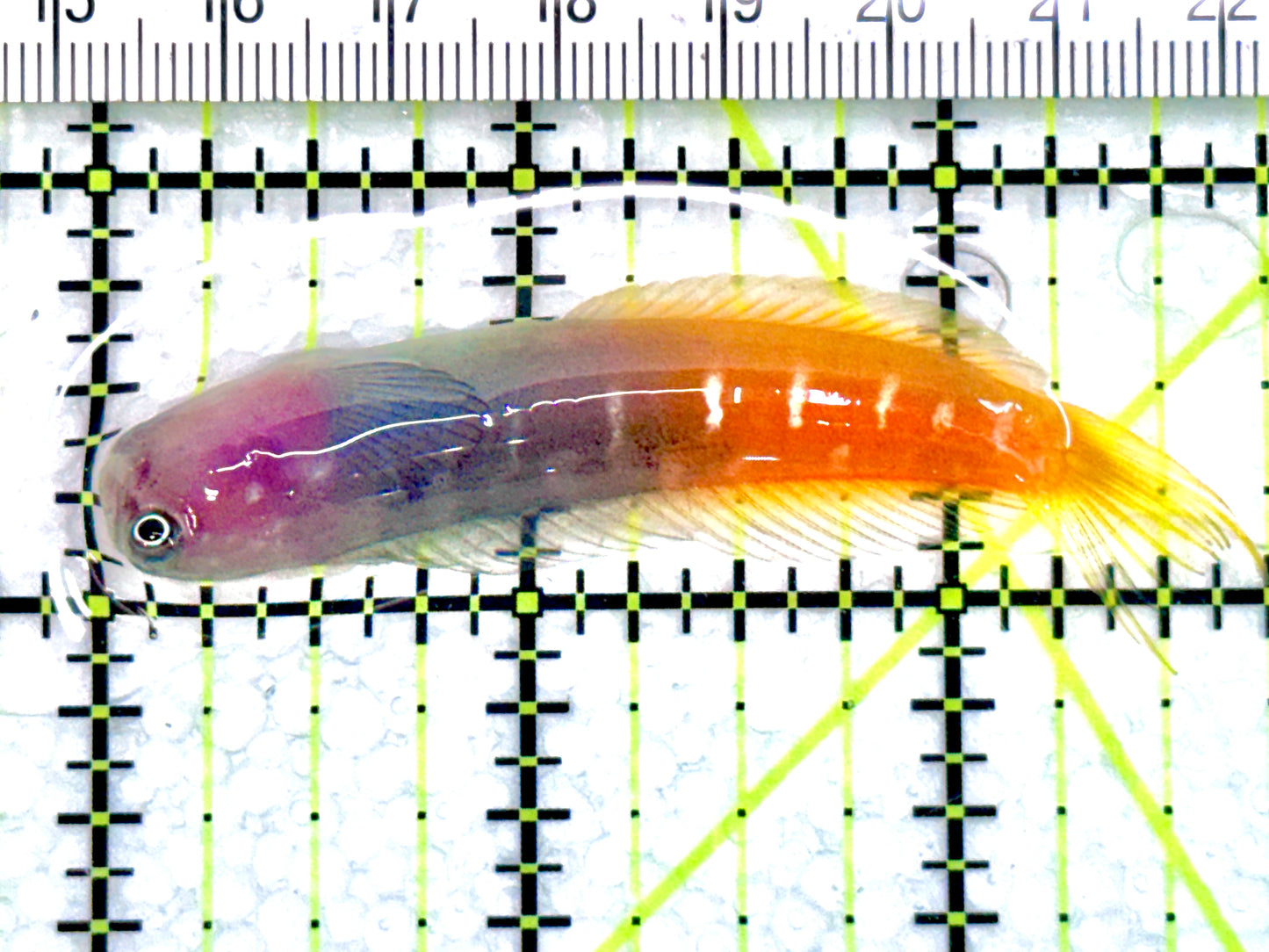 Bicolor Blenny BB072102 WYSIWYG Size: XXL/SHOW 2.75" approx