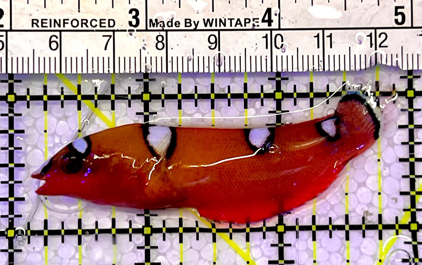 Red Coris Clown Wrasse Juvenile RCW051501 WYSIWYG Size: S 3”