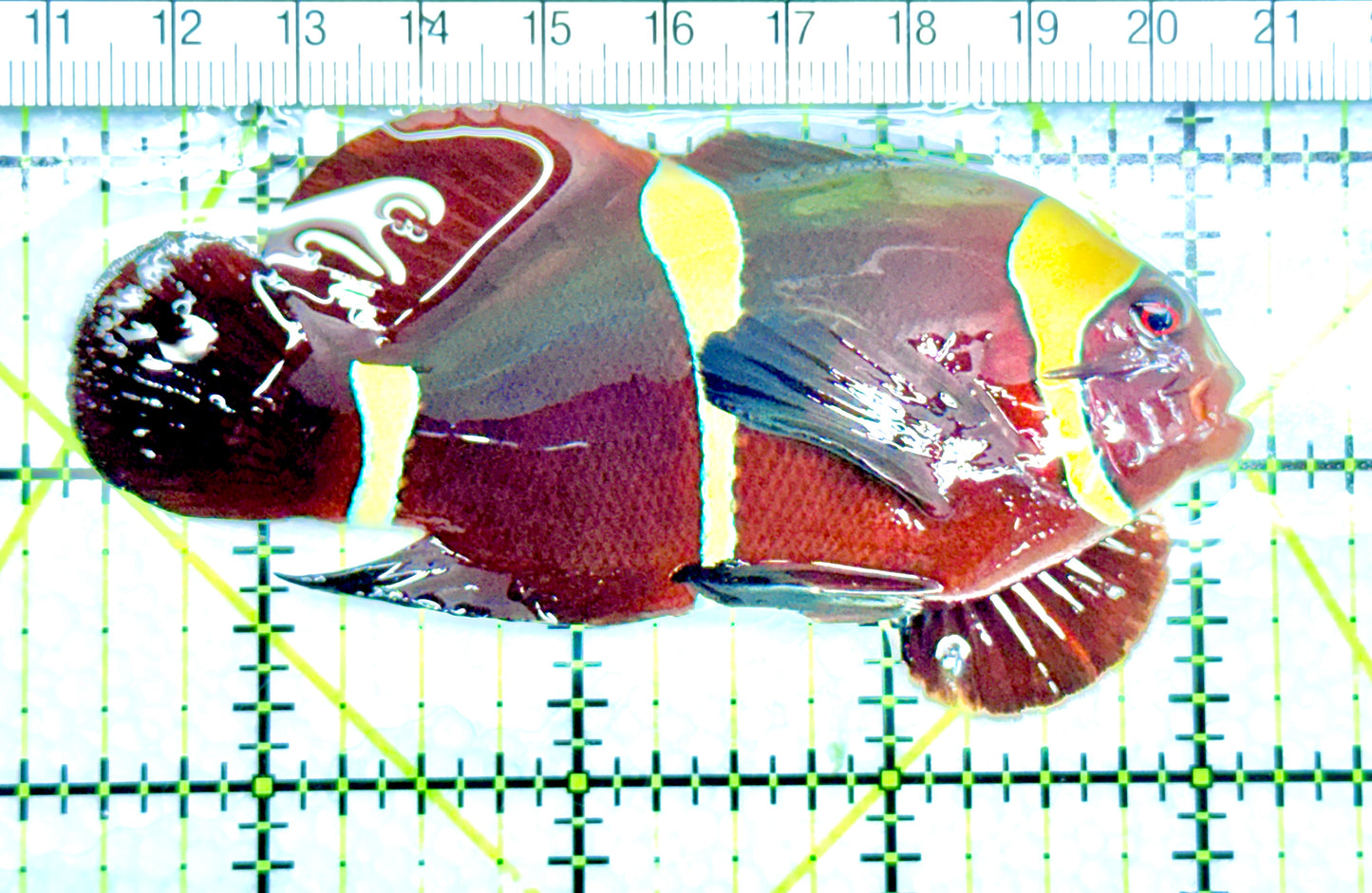 Gold Bar Maroon Clownfish Bali Grade A (Wild Caught) GBMCBGA072101 WYSIWYG Size: L 3.5" approx