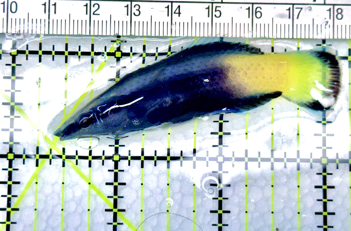 Bicolor Cleaner Wrasse BCW072101 WYSIWYG Size: Show 2.75" approx