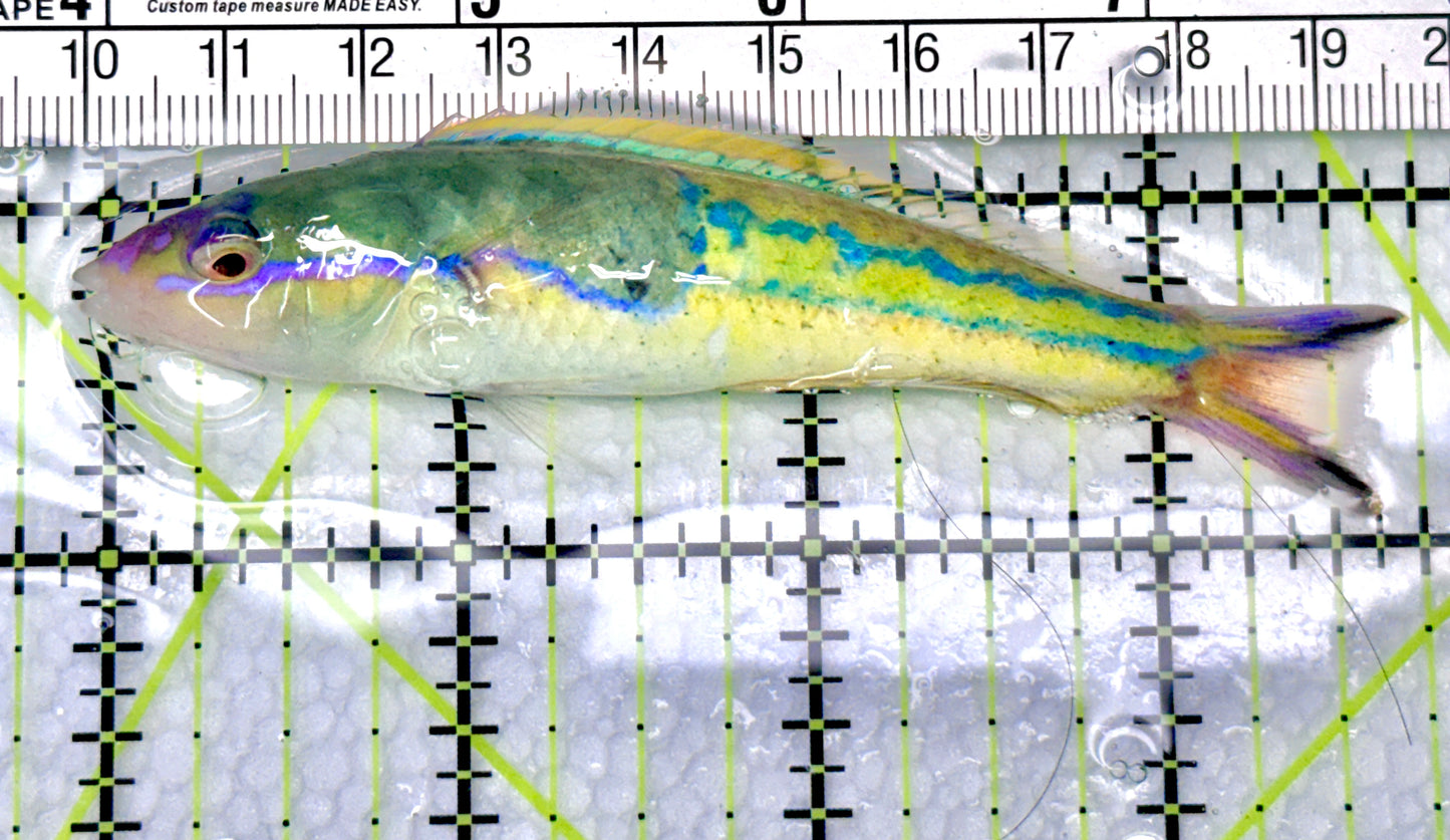 Royal Pencil Wrasse (Male) RPW072101 WYSIWYG Size: XL 3.75" approx - Violet Aquarium