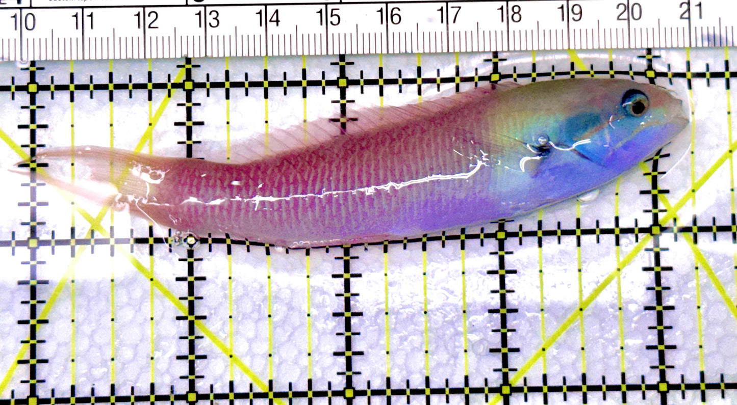 Bluehead Wrasse (Adult) BW072101 WYSIWYG Size: L 4.25" approx