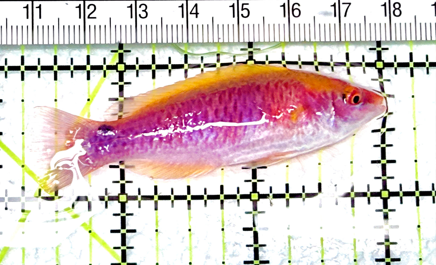 Lubbock's Fairy Wrasse LFW072101 WYSIWYG Size: SHOW 2.75" approx