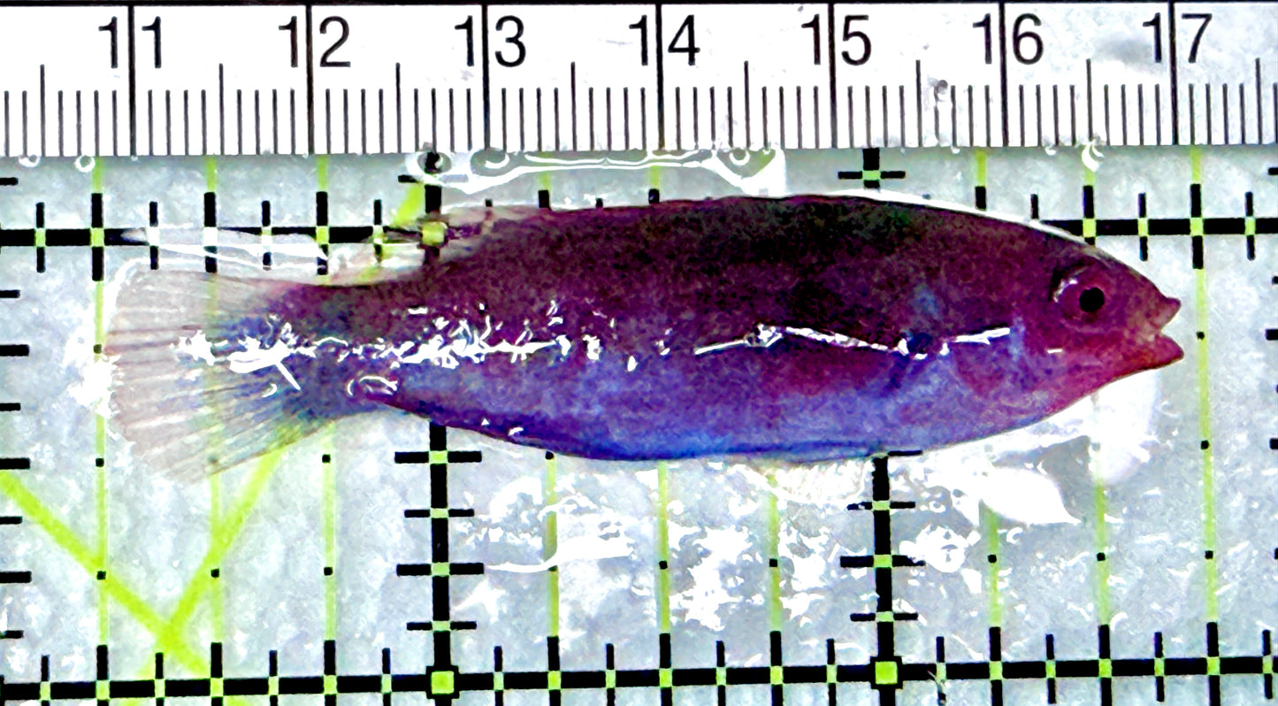 Blueside Fairy Wrasse BFW072102 WYSIWYG Size: L 2.5" approx