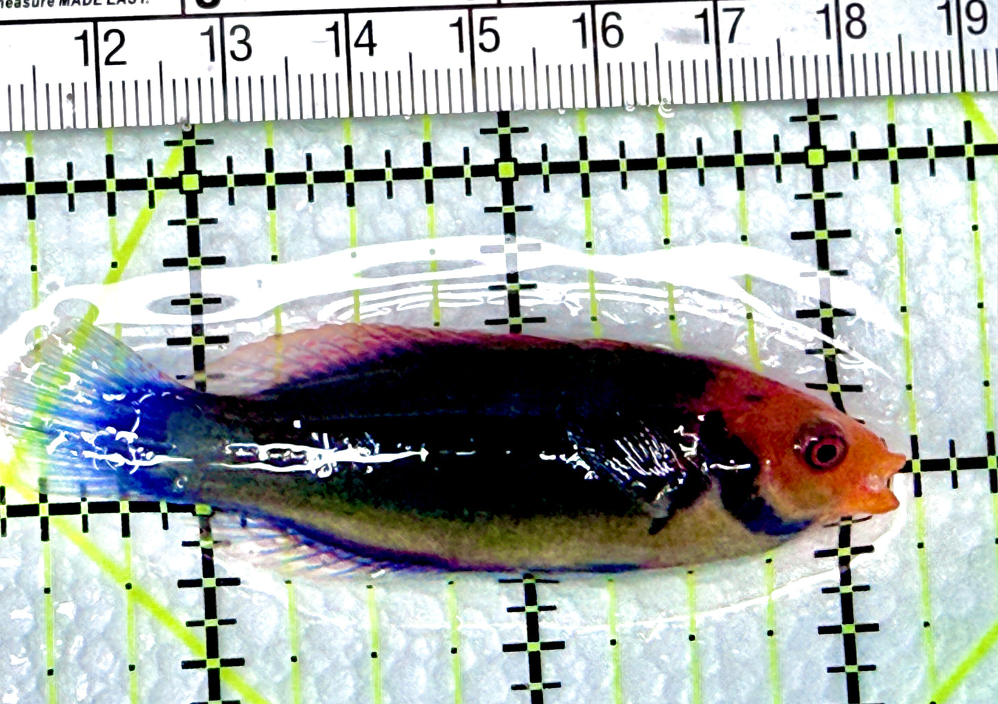 Redhead Solor (Clown Fairy) Wrasse RSW072102 WYSIWYG Size: L 2.75" approx