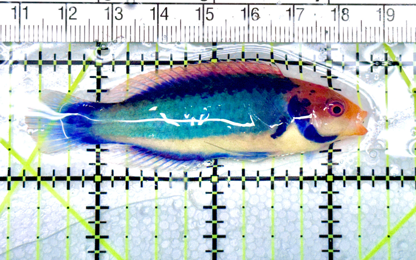 Redhead Solor (Clown Fairy) Wrasse RSW072103 WYSIWYG Size: L 2.75" approx