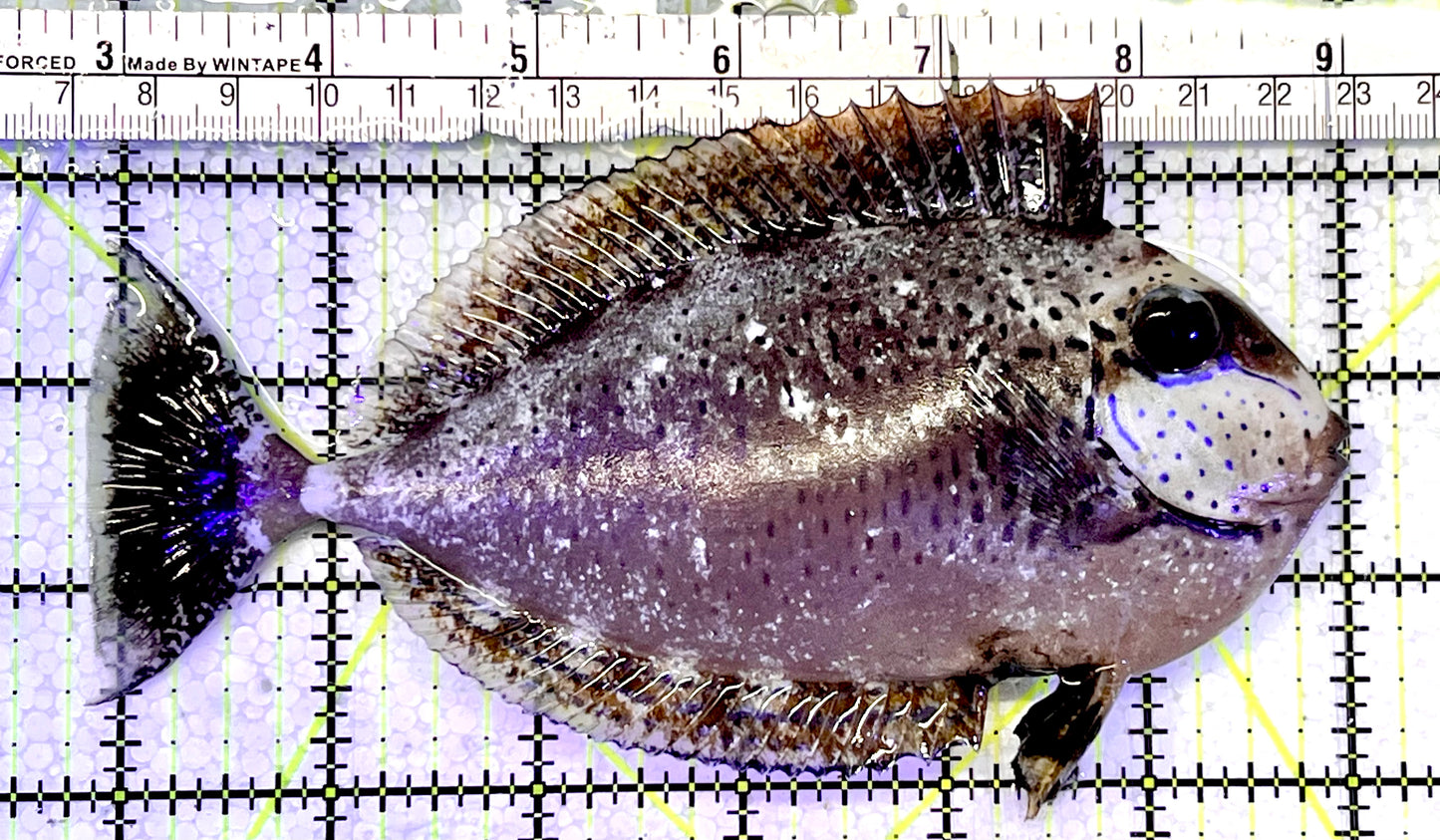 Vlamingi Unicorn Tang VUT051404 WYSIWYG Size: L 6"