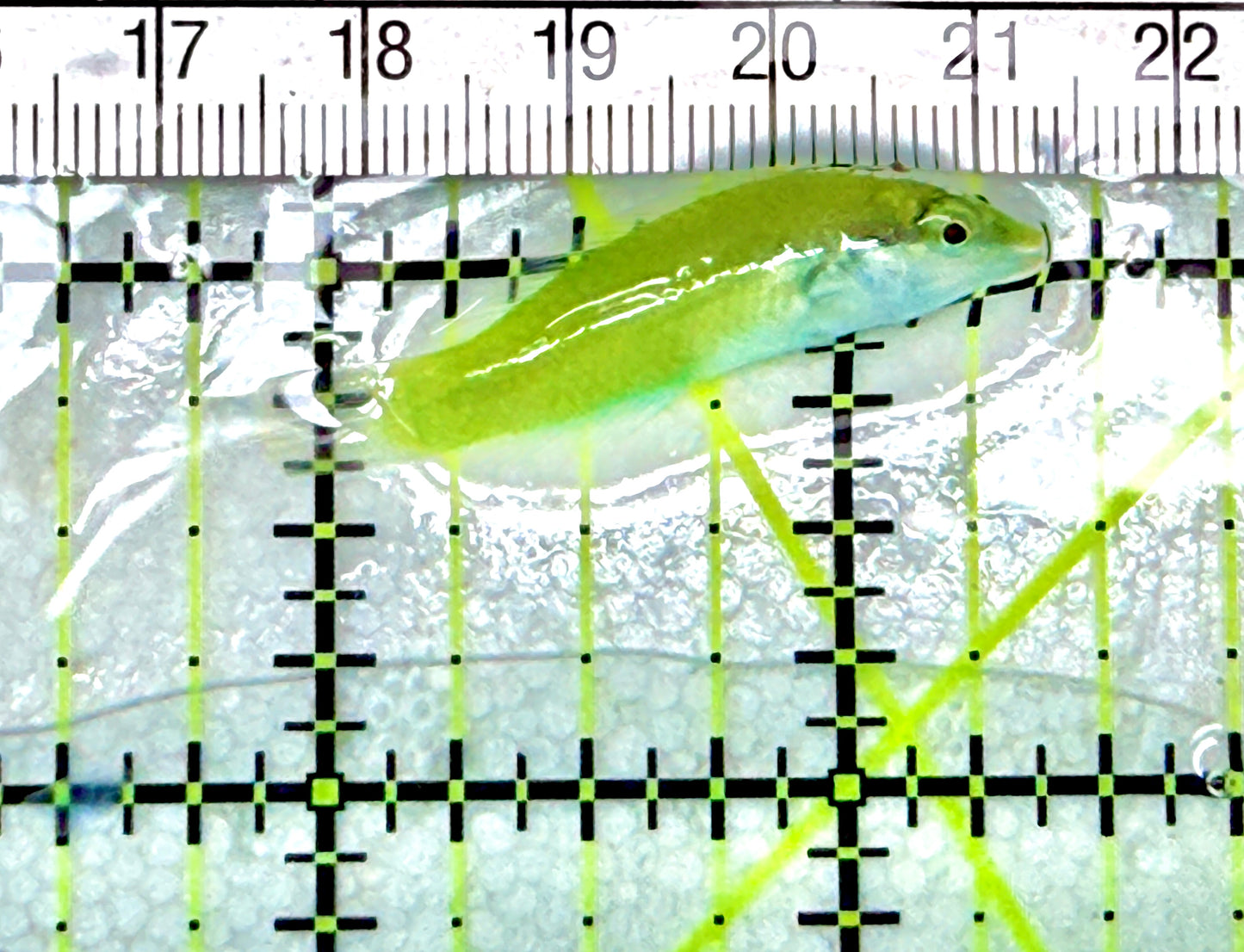 Green Coris Wrasse GCW072102 WYSIWYG Size: S 1.5"approx