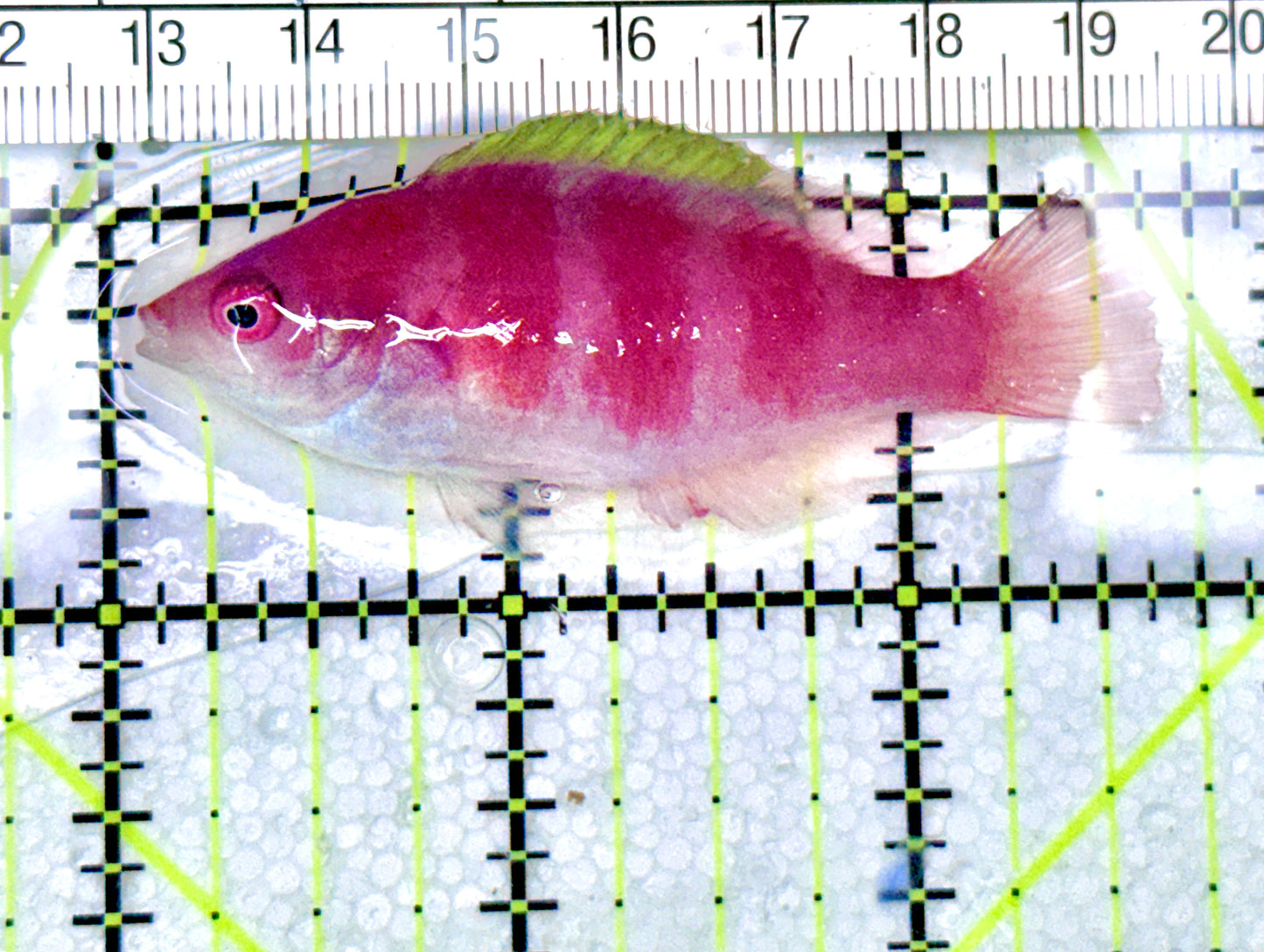 Yellowfin Fairy Wrasse YFW072102 WYSIWYG Size: SHOW XXL 2.5" approx