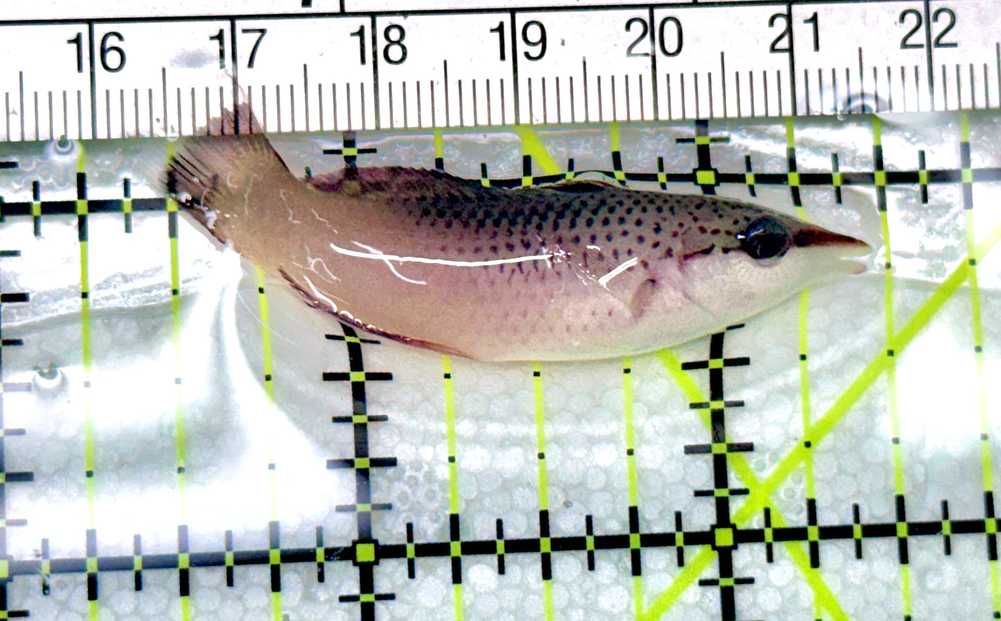 Brown Bird Wrasse BBW072101 WYSIWYG Size: S 2" approx