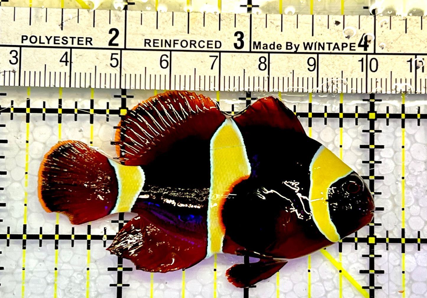 Gold Bar Maroon Clownfish Bali Grade A (Wild Caught) GMC051501 WYSIWYG Size: ML 2.75”