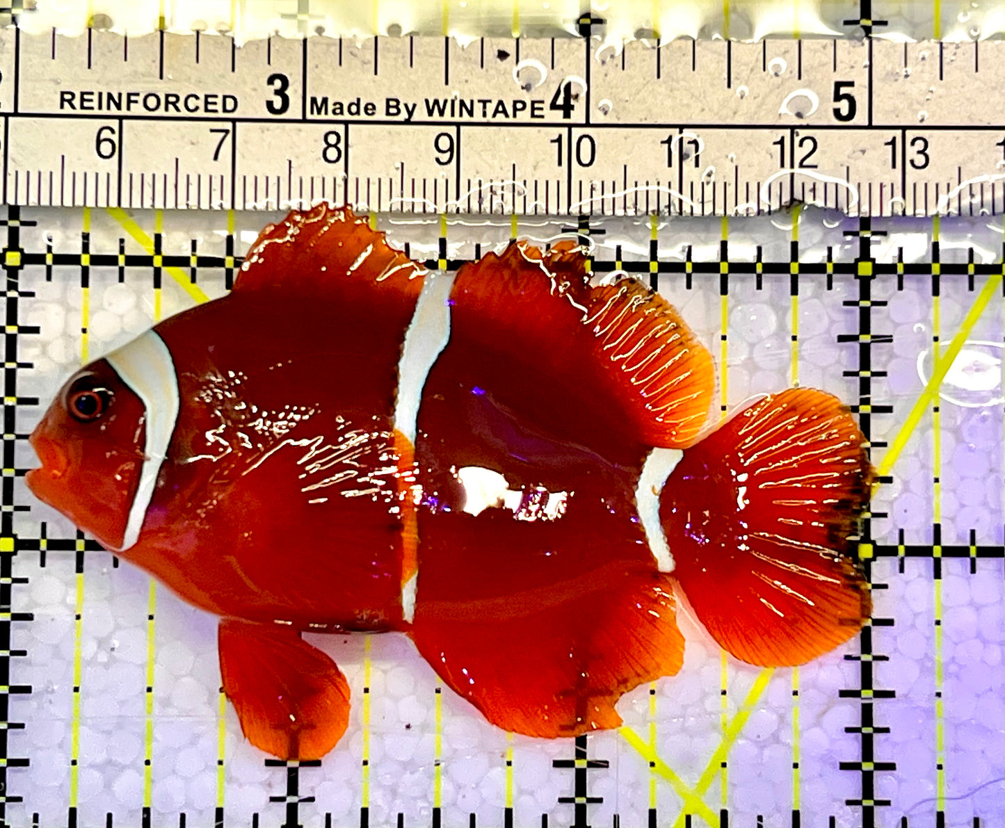 White Stripe Maroon Clownfish WSC051501 WYSIWYG Size: M 3"