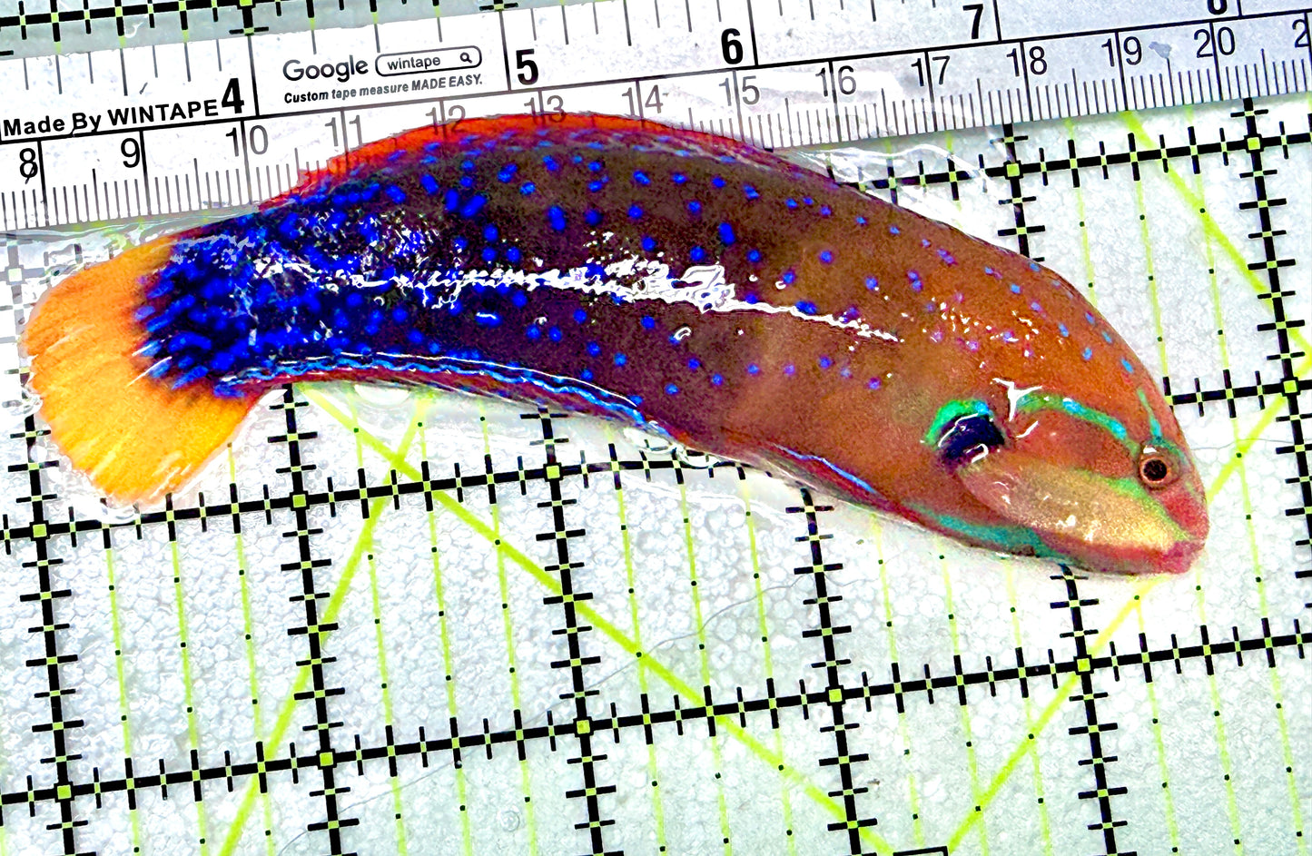 African Red Clown Coris Wrasse Adult ARCCWA072101 WYSIWYG Size: M 4.5" approx
