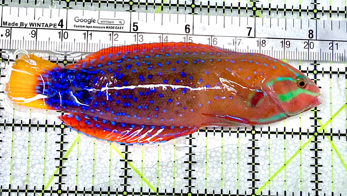 African Red Clown Coris Wrasse Adult ARCCWA072102 WYSIWYG Size: M 5" approx