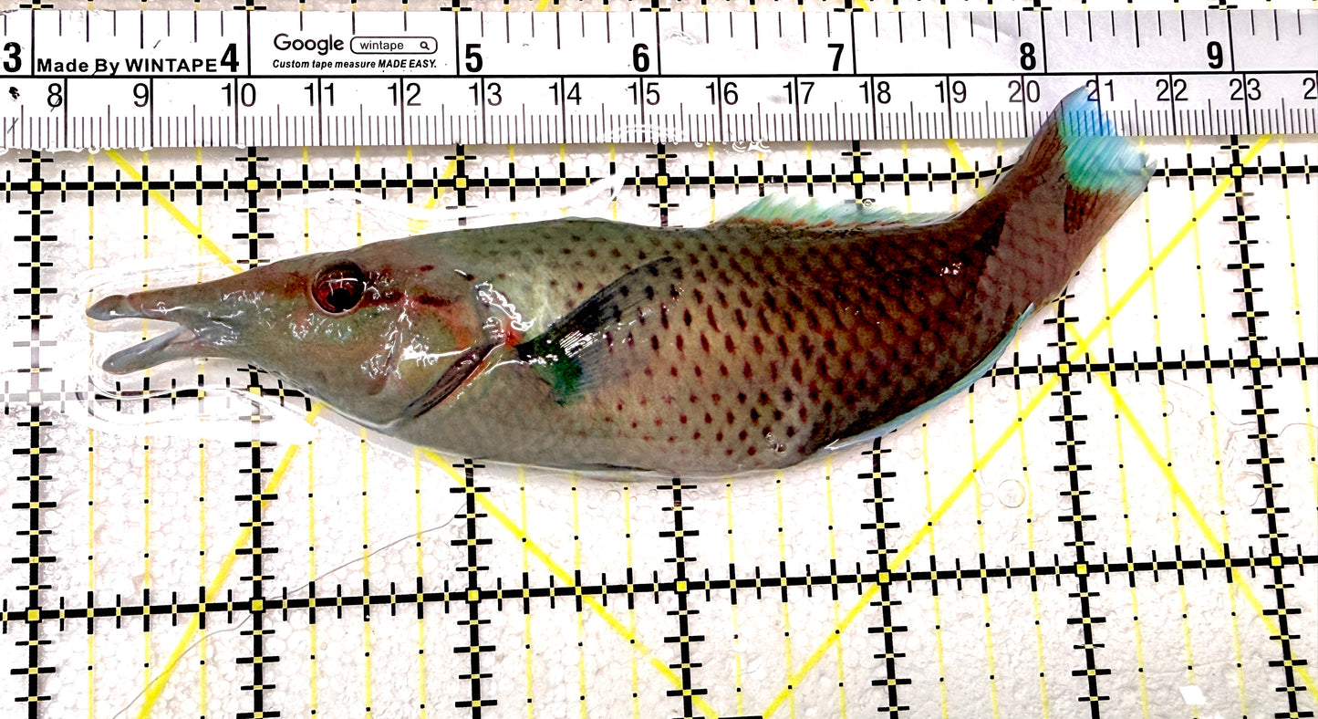Brown Bird Wrasse BBW072102 WYSIWYG Size: XL 5.25" approx