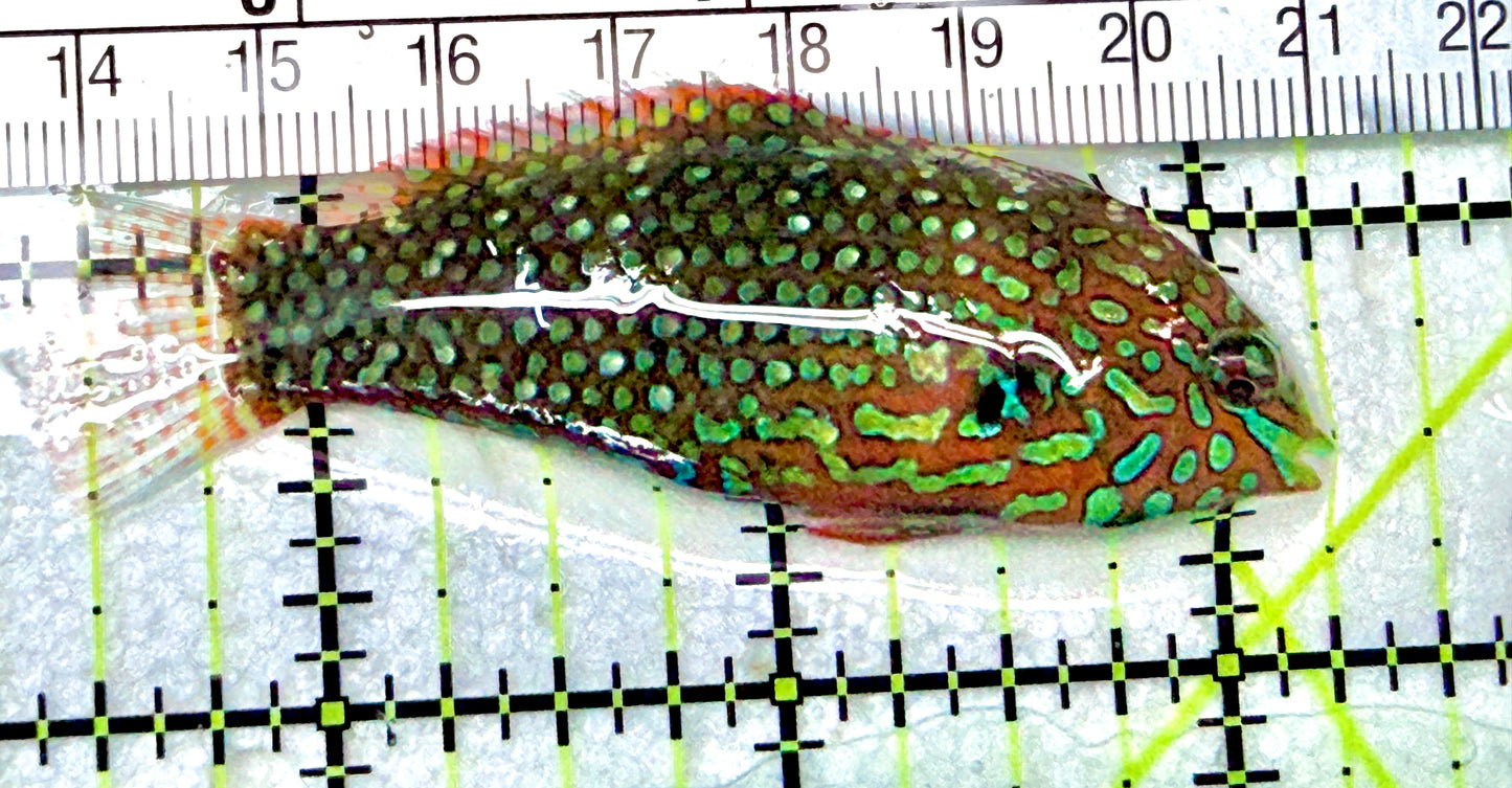 Ornate Leopard Wrasse OLW072101 WYSIWYG Size: L 2.75"approx