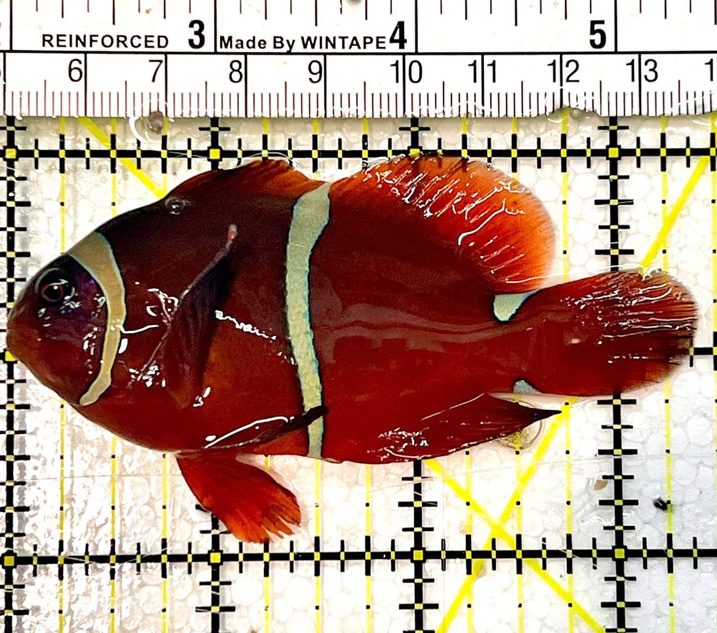 White Stripe Maroon Clownfish WSC051506 WYSIWYG Size: M 2.25”