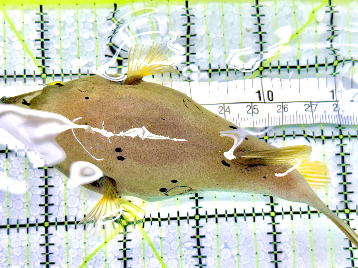 Dogface Pufferfish DP072101 WYSIWYG Size: ML 4.5"approx