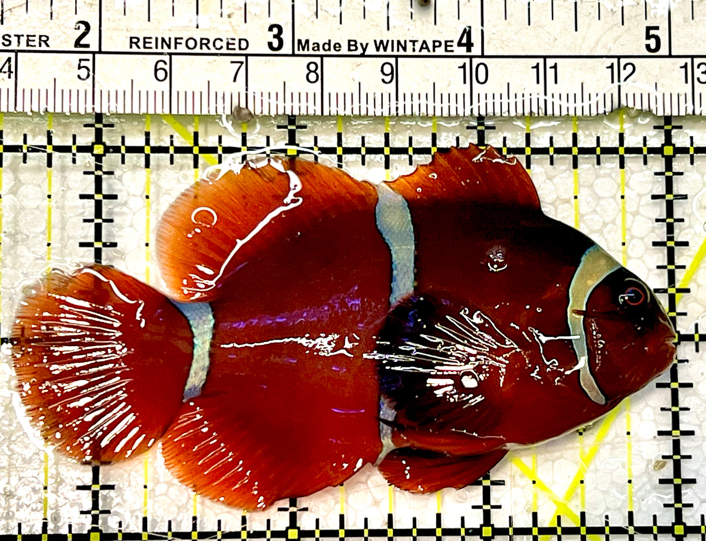 White Stripe Maroon Clownfish WSC051506 WYSIWYG Size: M 2.25”
