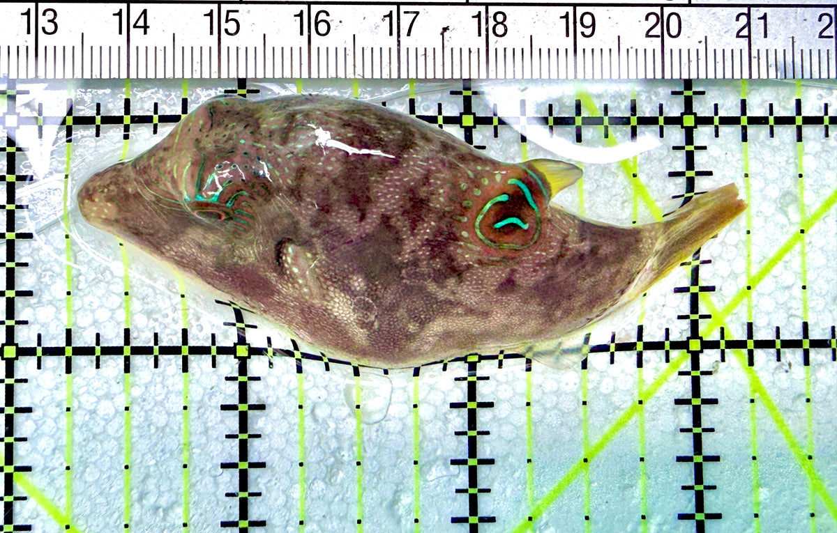 Blue Spot Toby Pufferfish BSTP072103 WYSIWYG Size: L 3" approx