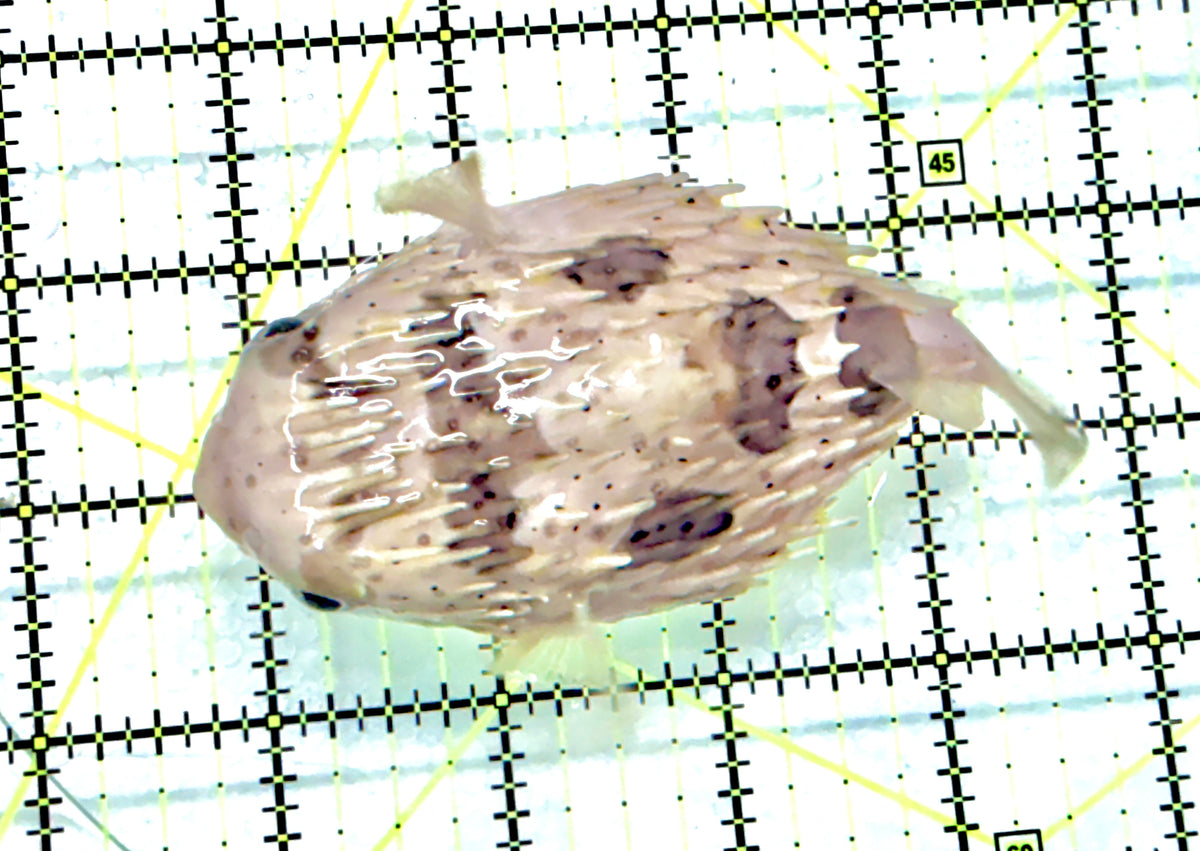 Long Spine Porcupine Pufferfish LSPP072101 WYSIWYG Size: L 4" approx