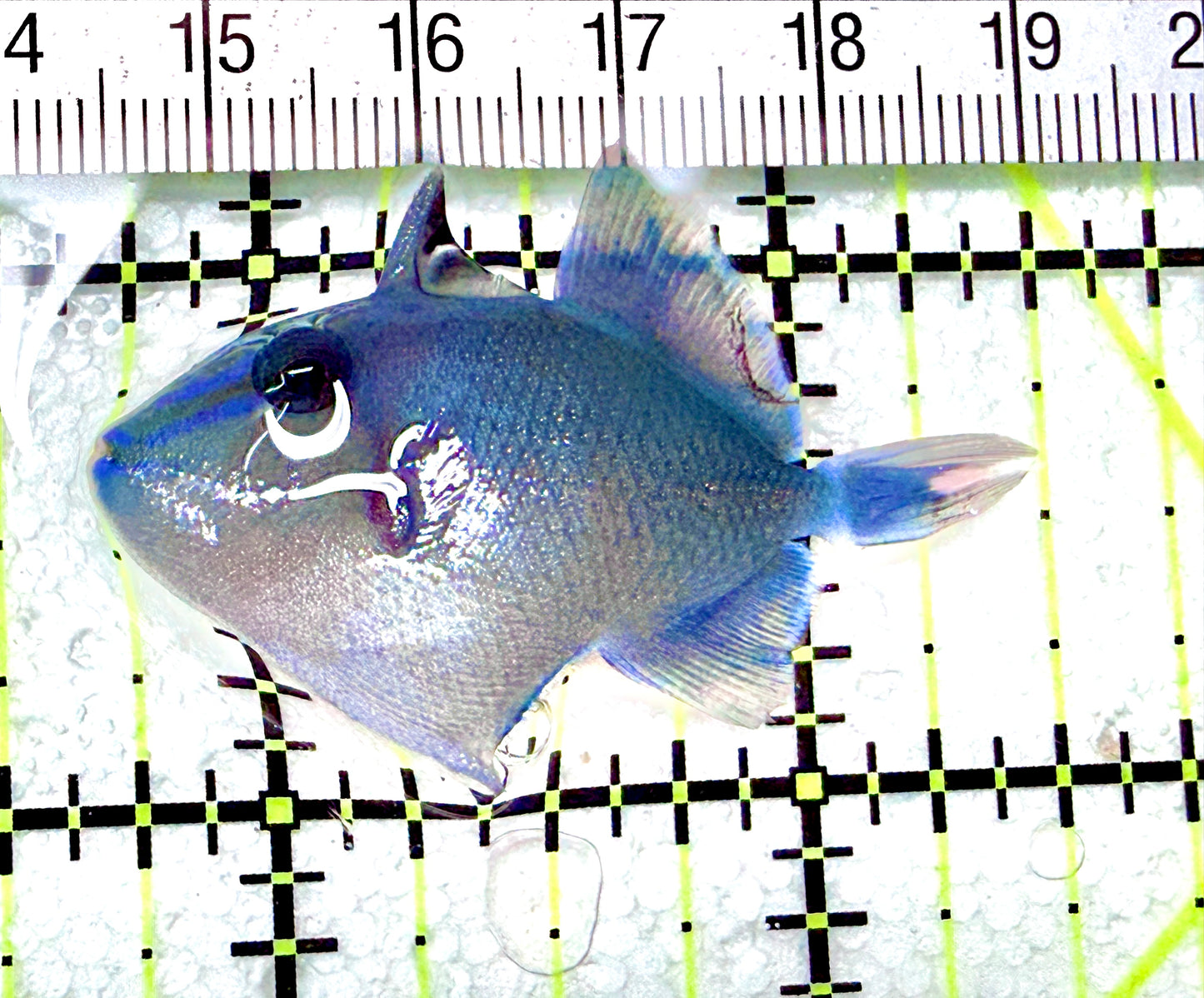 Niger Triggerfish NT072101 WYSIWYG Size: S 1.75"approx