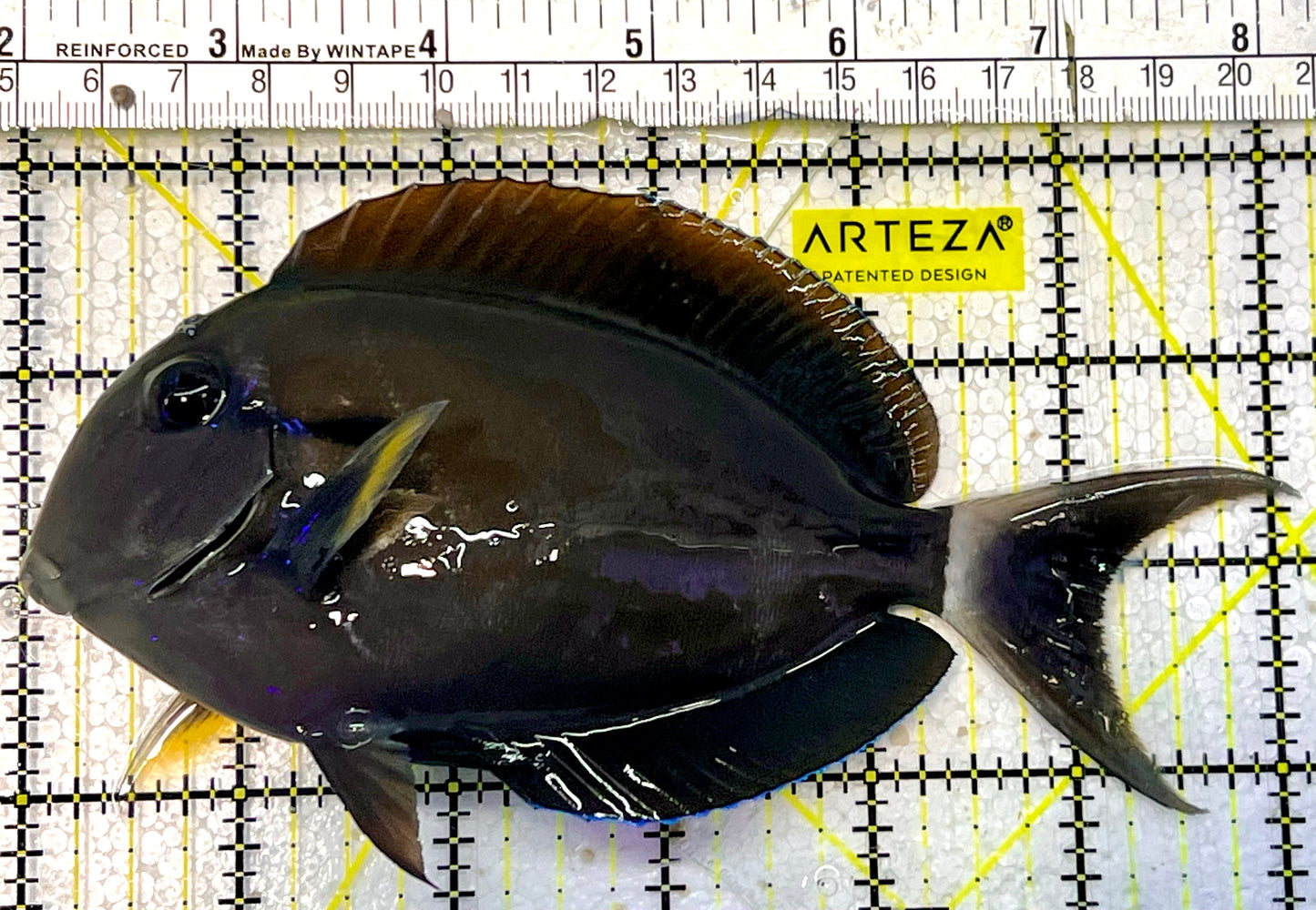 Yellow Fin Tang Fish YFT051601 WYSIWYG Size: XL 6"