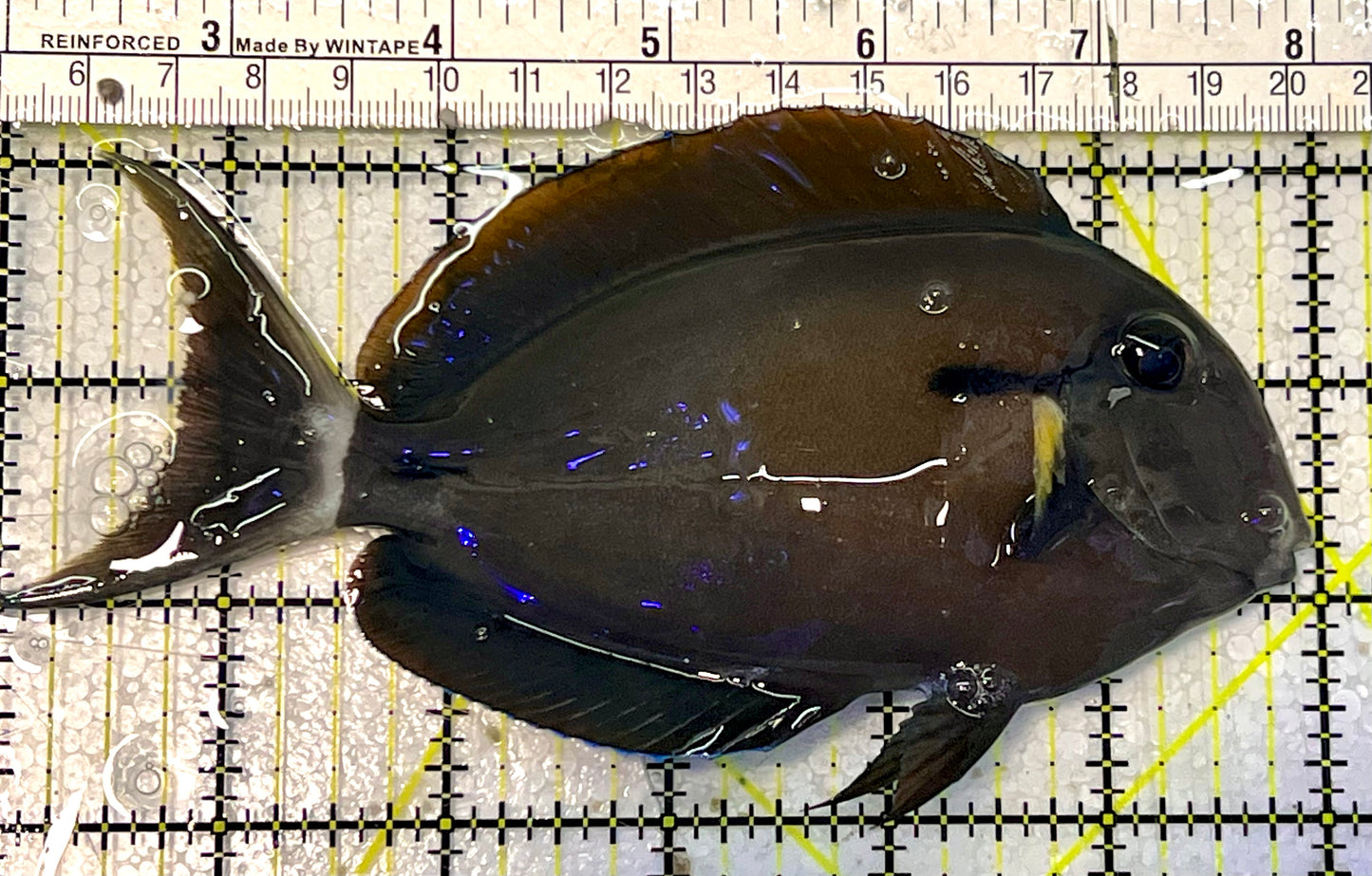 Yellow Fin Tang Fish YFT051601 WYSIWYG Size: XL 6"