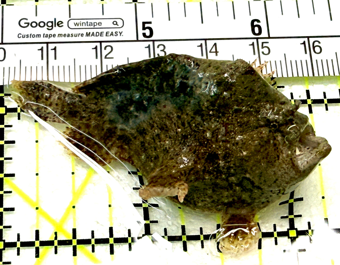 Angler A072202 WYSIWYG Size: M 2.25" approx