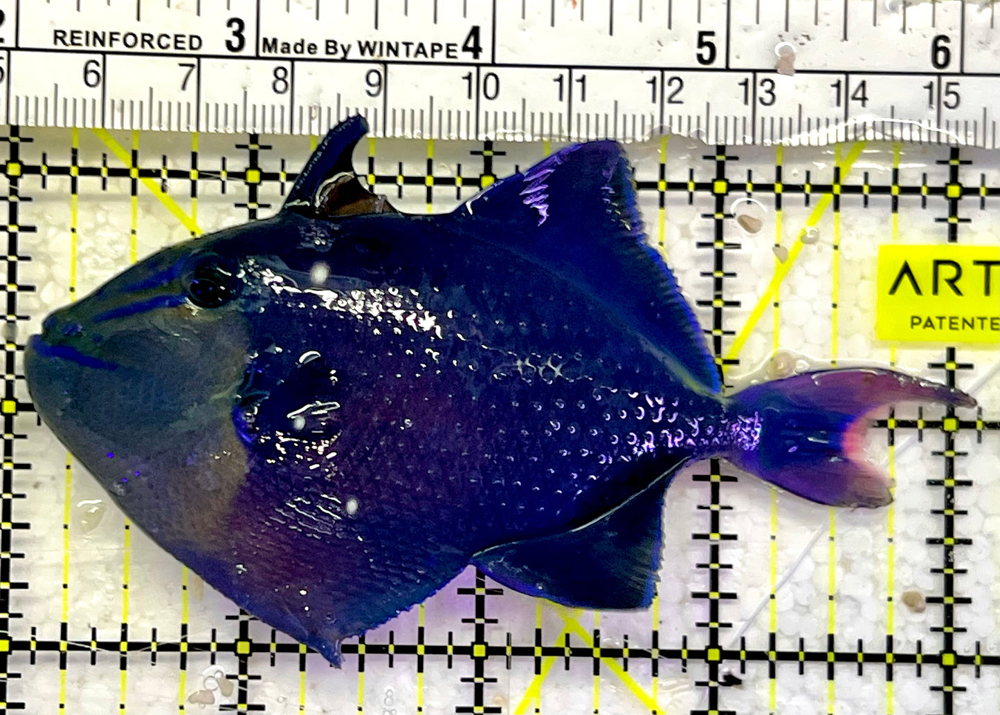 Niger Triggerfish NT052601 WYSIWYG Size: ML 4”