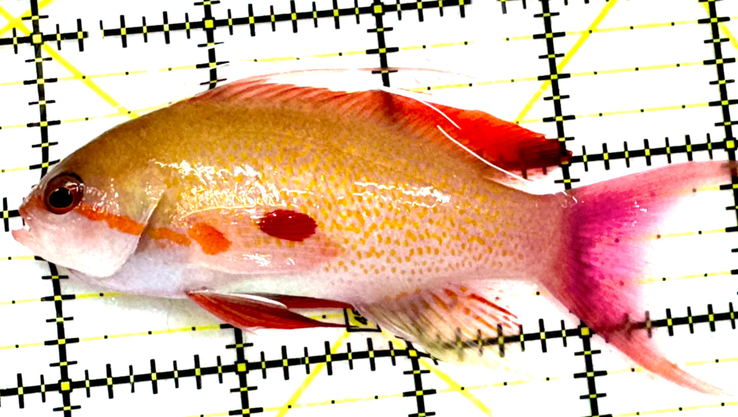 Male Noble Anthias (Very Rare) Size: XXL 4" to 5"