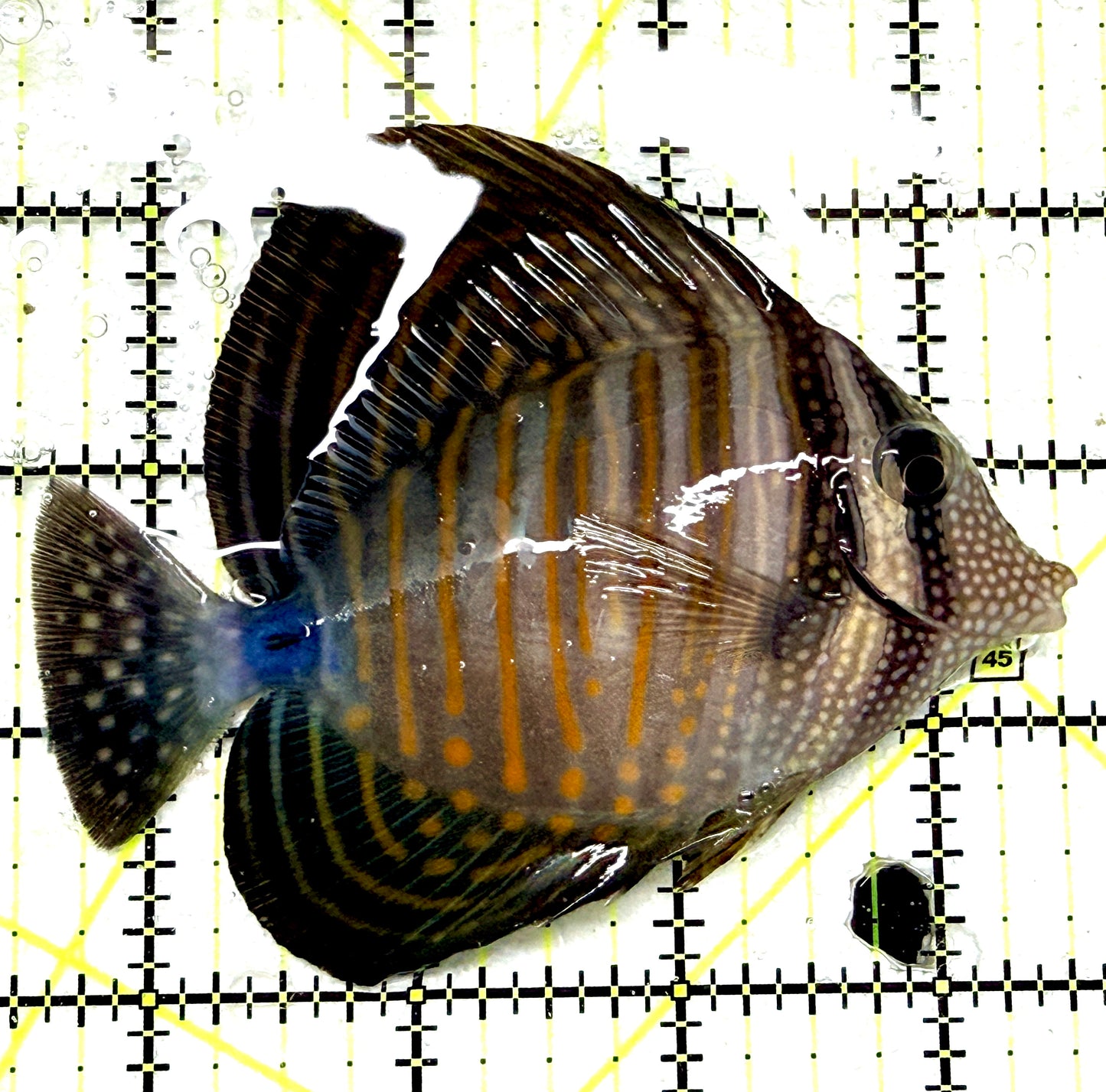Desjardini Tang (Red Sea Sailfin Tang) DT072201 WYSIWYG Size: L 4" approx