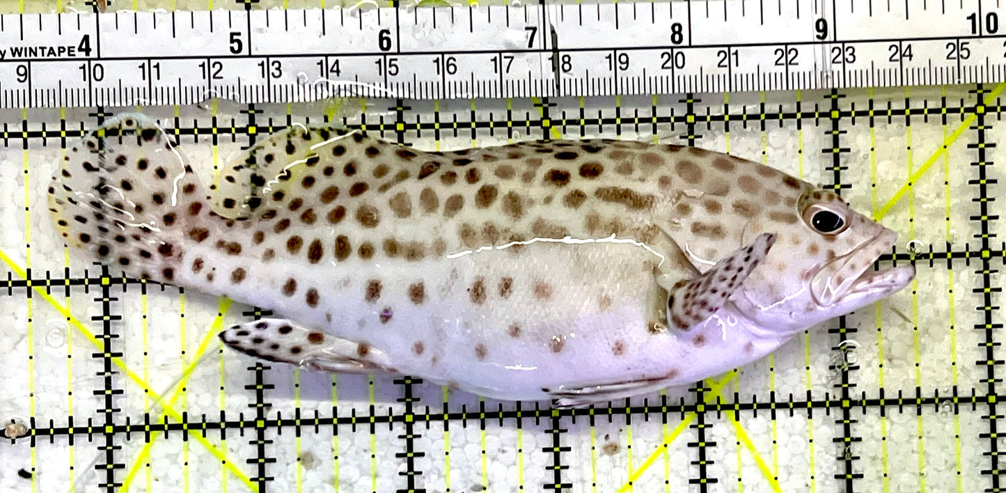 Multi Color Spotted Grouper/ Honeycomb Grouper MSG051502 WYSIWYG Size: XL 6"