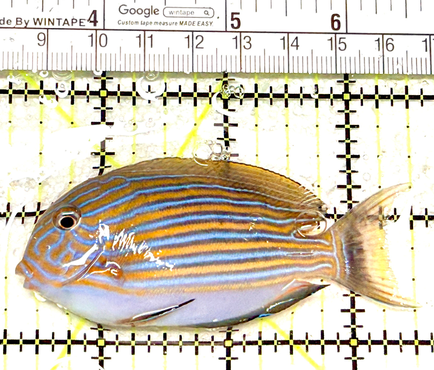 Clown Tang CT072201 WYSIWYG Size: S 3" approx