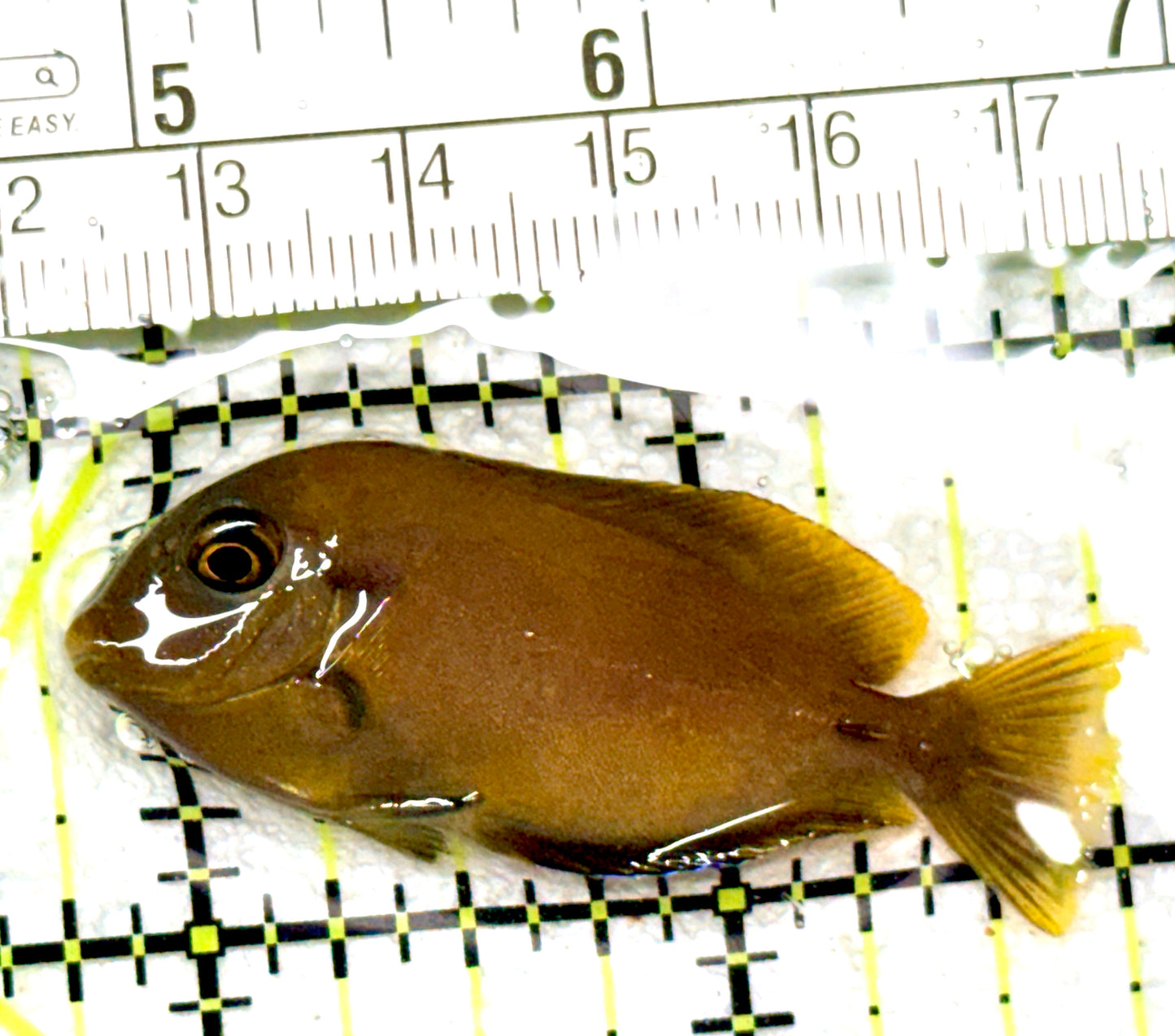 Orange Shoulder Tang Juvenile OSTJ072301 WYSIWYG Size: S 2" approx