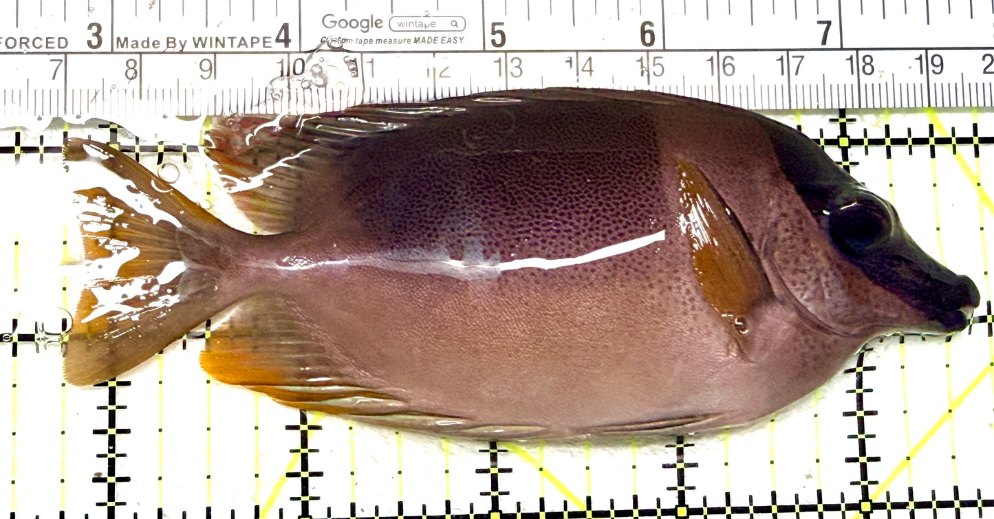 Magnificent Foxface MF072202 WYSIWYG Size: L 5" approx