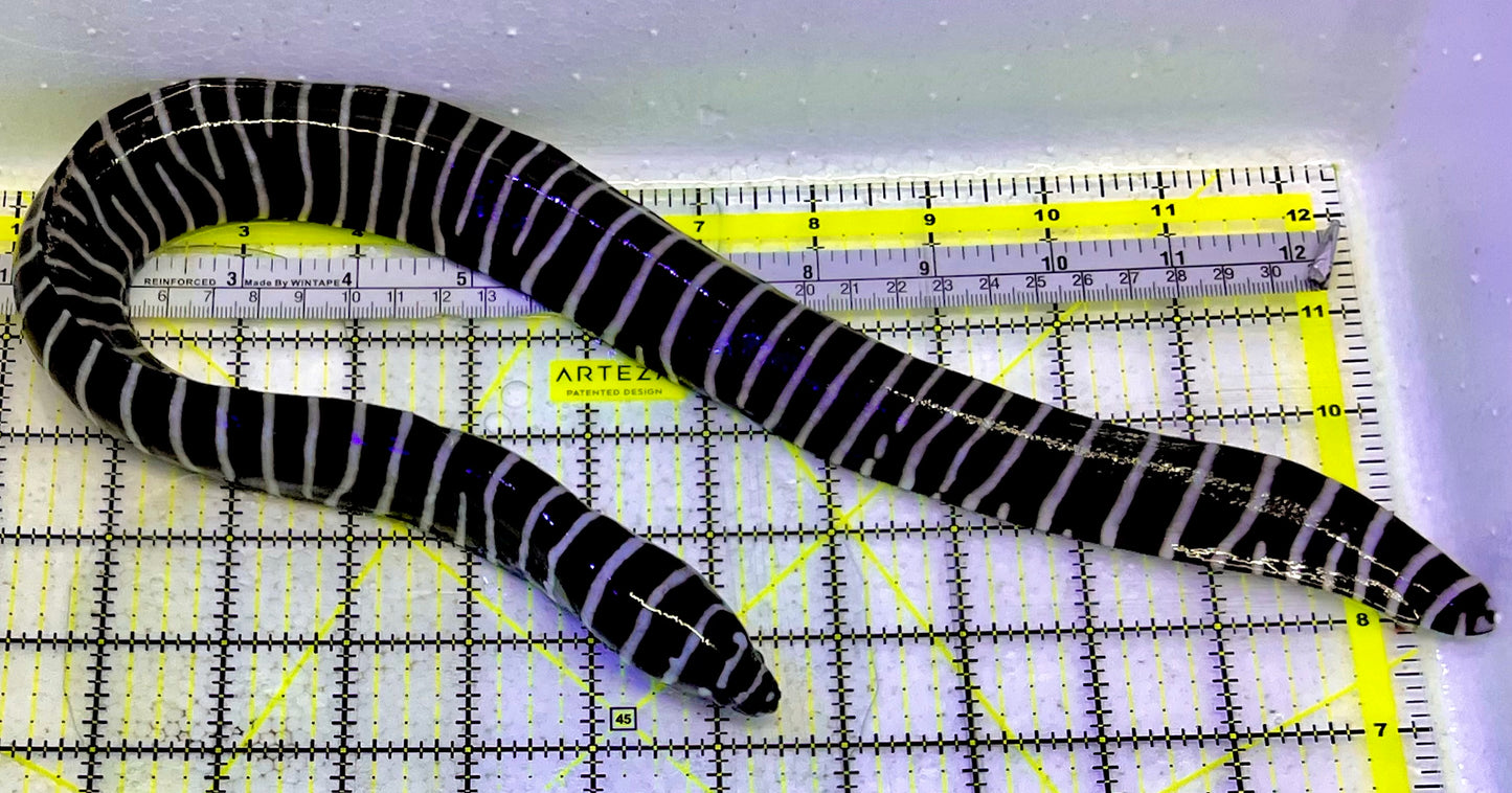 Zebra Moray Eel ZME051601 WYSIWYG Size: L 18”