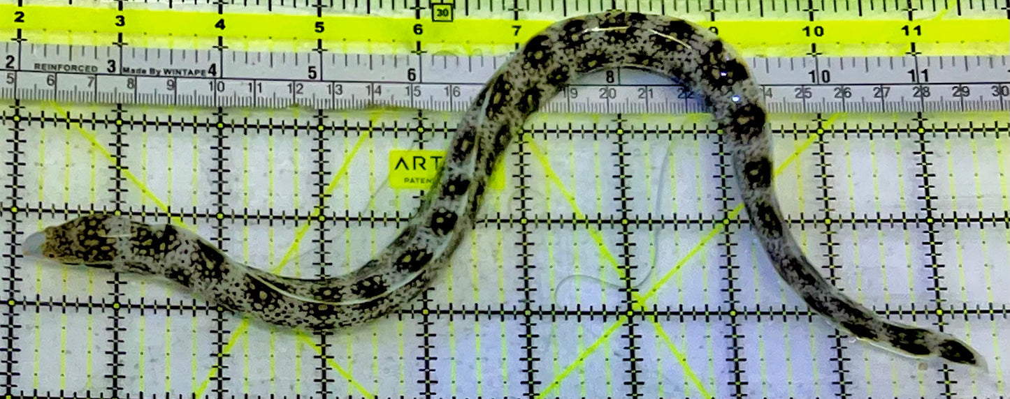 Snowflake Eel SFE051602 WYSIWYG Size: S 12”