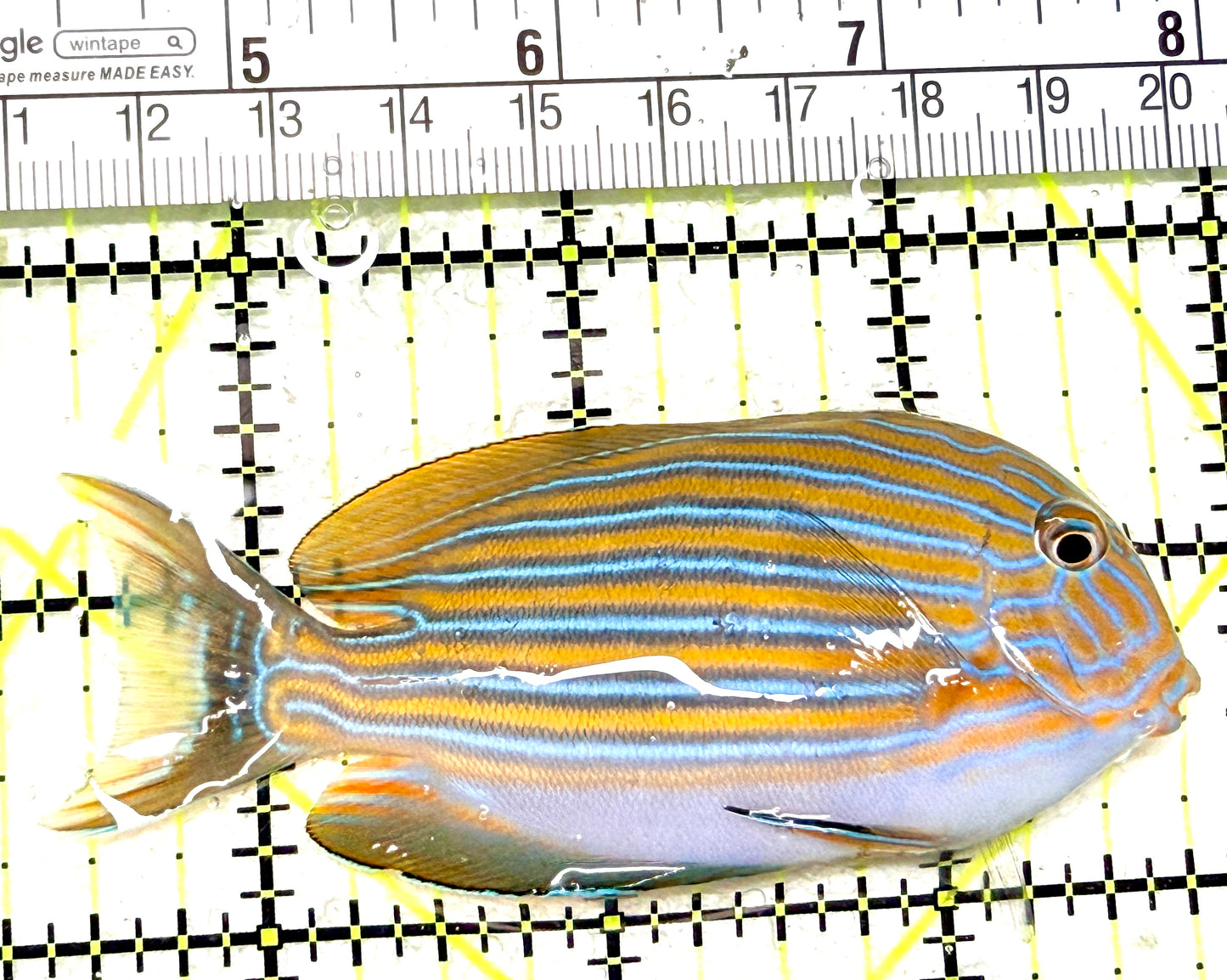 Clown Tang CT072204 WYSIWYG Size: M 3.25" approx
