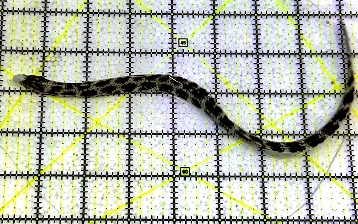 Snowflake Eel SFE051602 WYSIWYG Size: S 12”