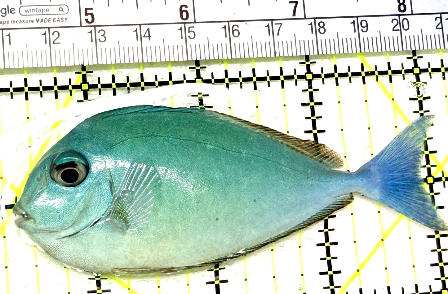 Black Tongue Unicorn Tang BTUT072301 WYSIWYG Size: M 3.75" approx