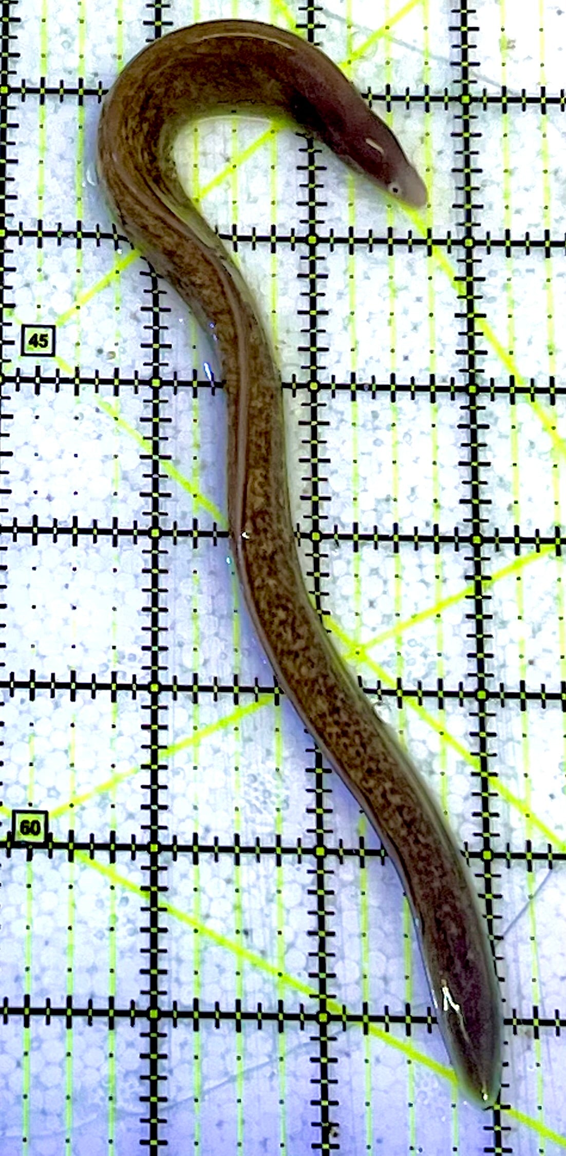 White Eye Moray Eel WME051701 WYSIWYG Size: S 9"