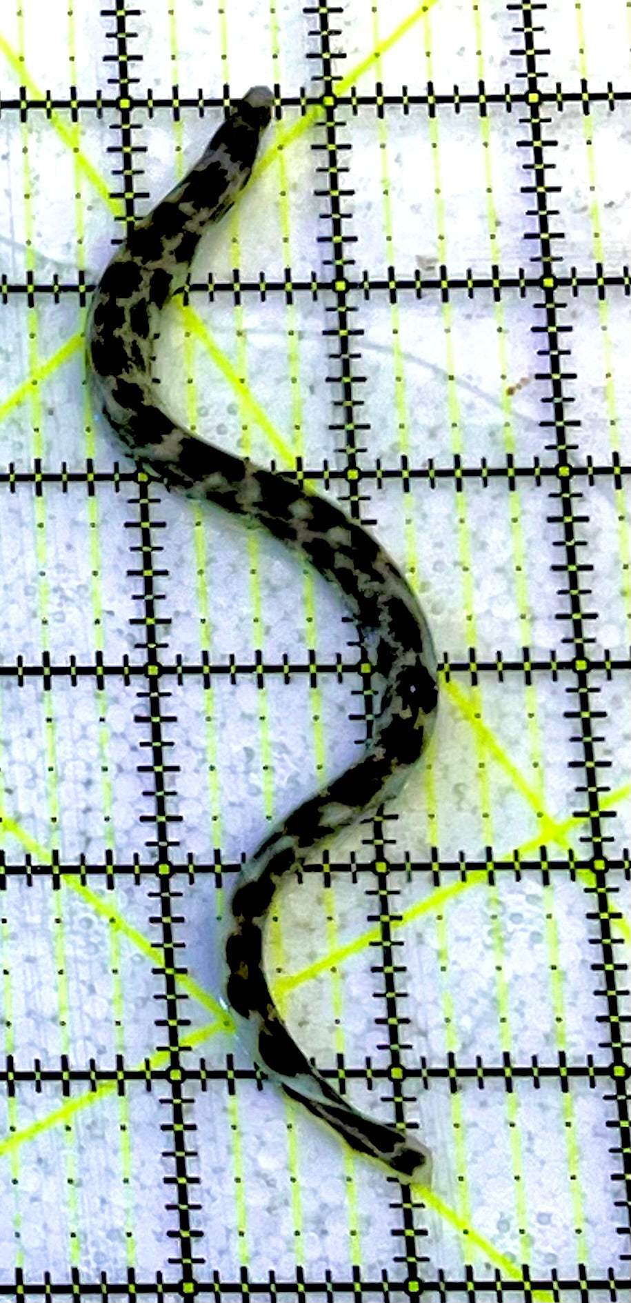 Snowflake Eel SFE051601 WYSIWYG Size: S 10”