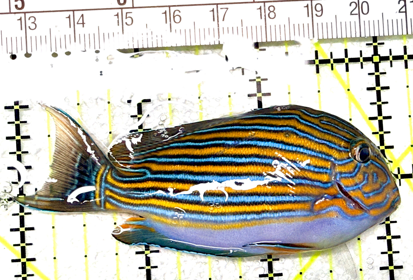 Clown Tang CT072203 WYSIWYG Size: S 3" approx