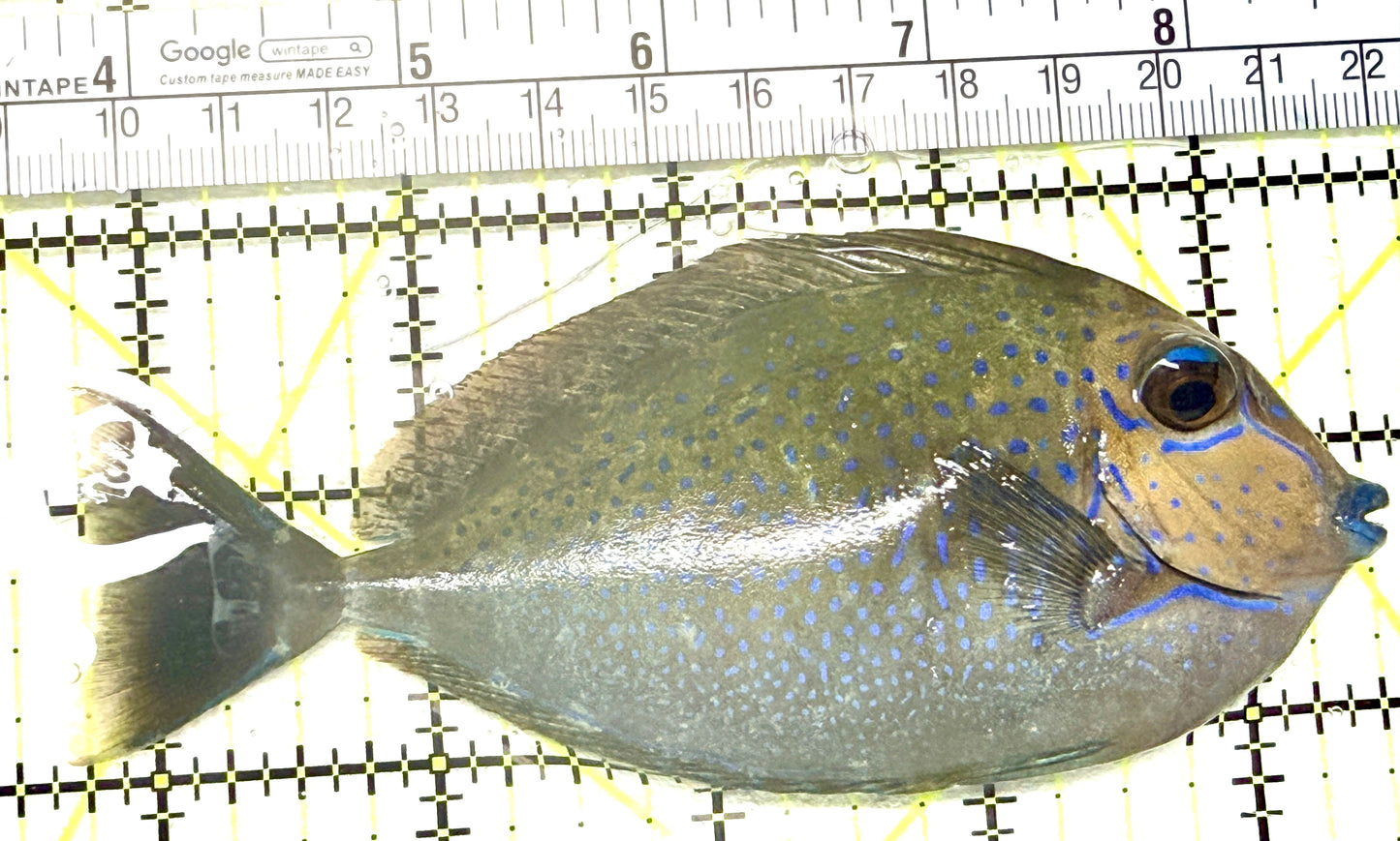 Vlamingi Unicorn Tang VUT072202 WYSIWYG Size: L 4.75" approx