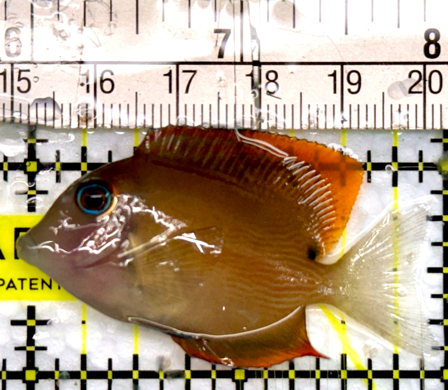 Flame Fin Tomini Tang FTT100501 WYSIWYG Size: S 2"