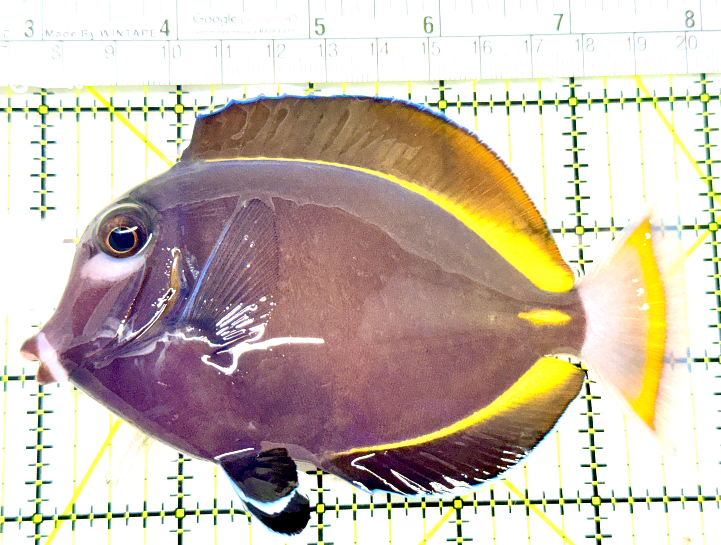 Gold Rim Tang GRT072202 WYSIWYG Size: XL 5.25" approx